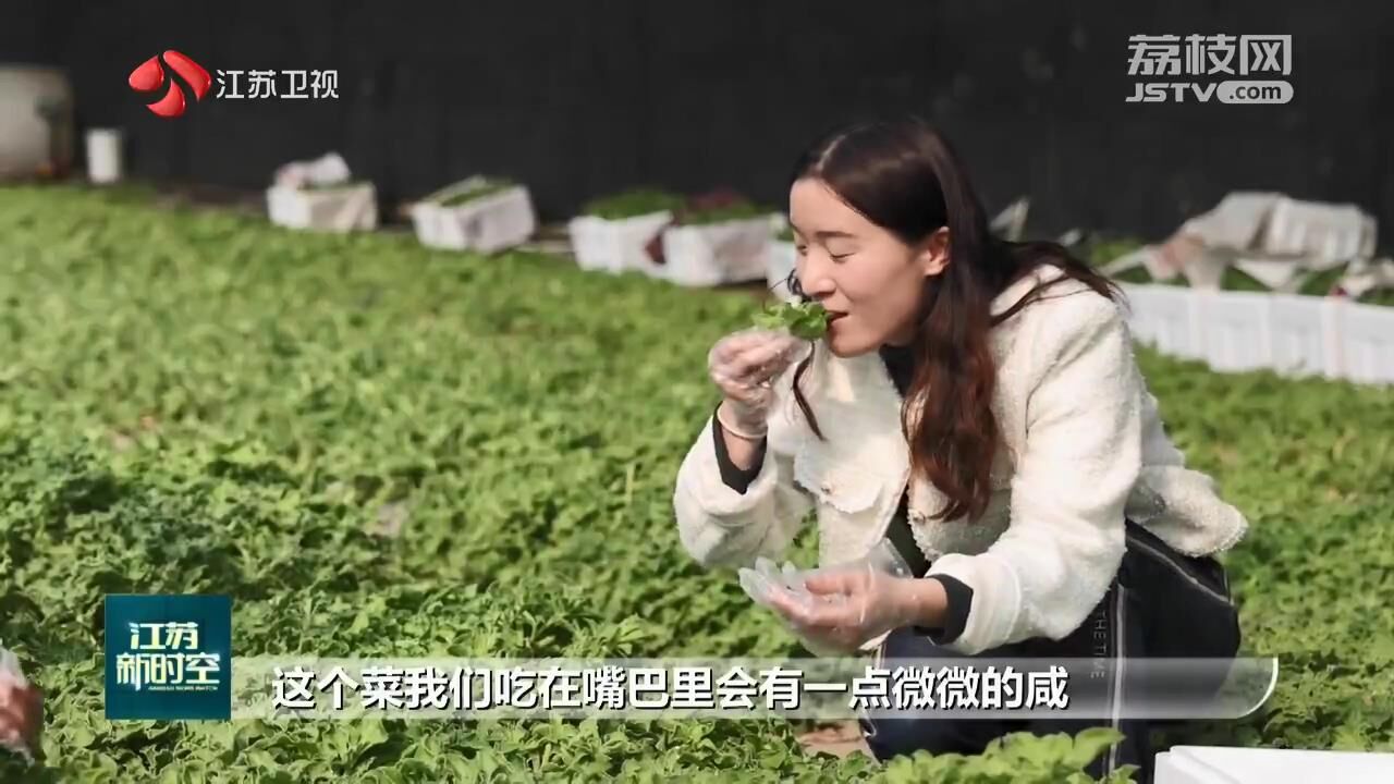 冰草种植致富_致富种植冰草图片_致富种植冰草怎么样