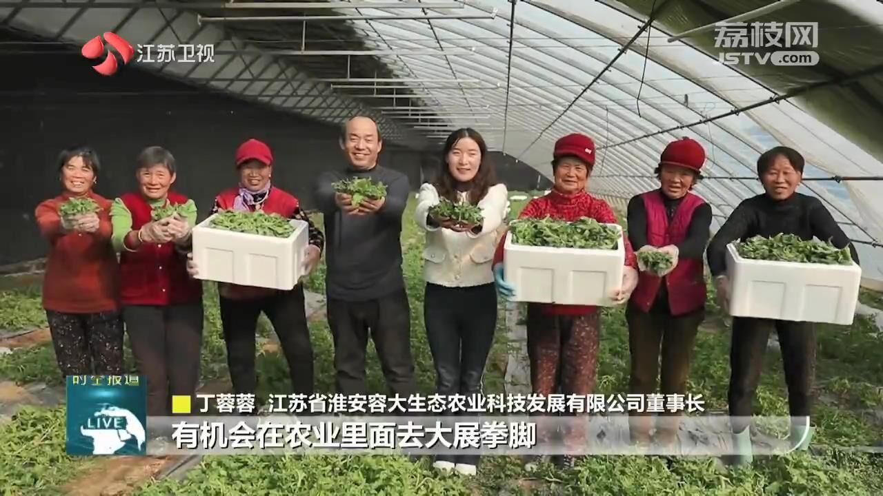 致富种植冰草怎么样_冰草种植致富_致富种植冰草图片