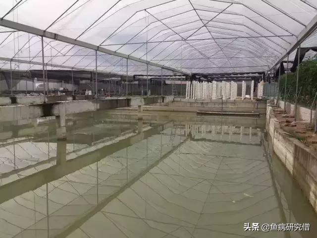 养殖池塘罗非鱼技术要点_罗非鱼的池塘养殖技术_池塘养罗非鱼技术视频