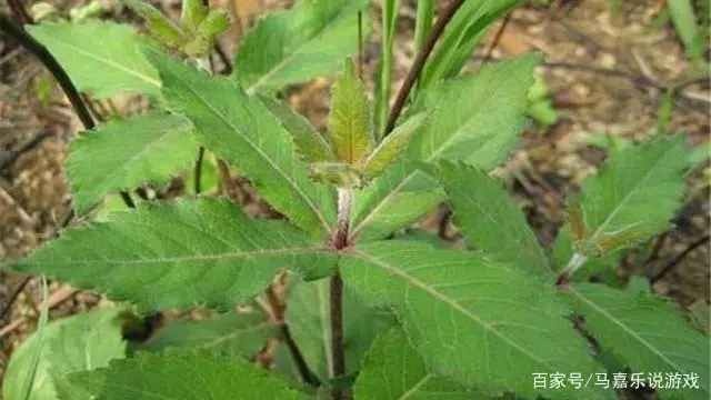 视频种植沙参技术视频教程_沙参种植技术视频_视频种植沙参技术要求