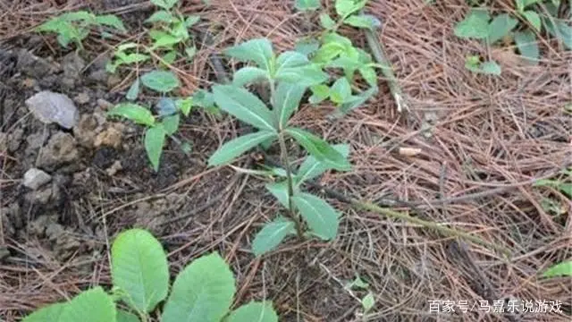 沙参种植技术视频_视频种植沙参技术要求_视频种植沙参技术视频教程