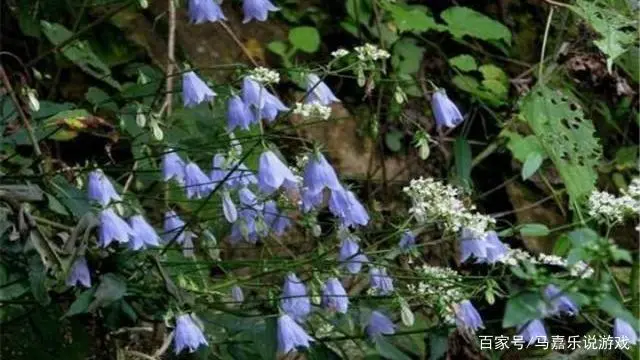 视频种植沙参技术要求_视频种植沙参技术视频教程_沙参种植技术视频
