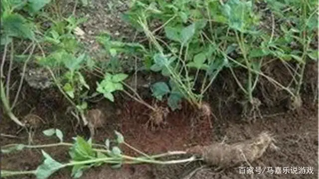 沙参种植技术视频_视频种植沙参技术视频教程_视频种植沙参技术要求
