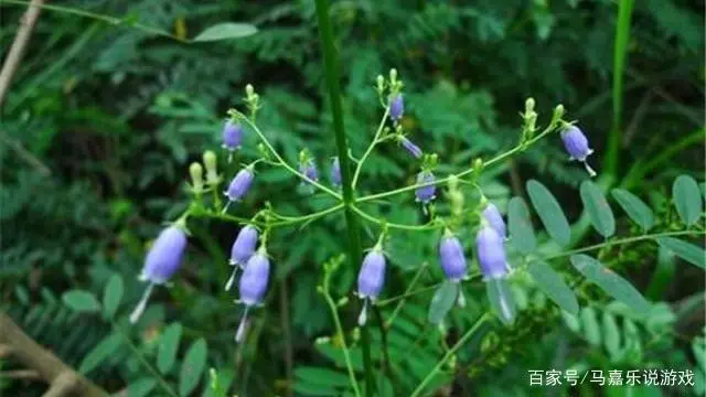 沙参种植技术视频_视频种植沙参技术视频教程_视频种植沙参技术要求