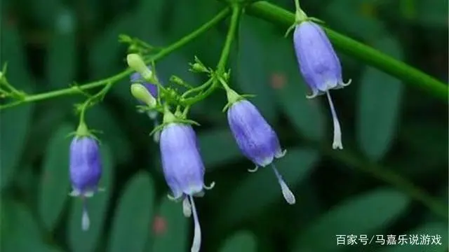 沙参种植技术视频_视频种植沙参技术视频教程_视频种植沙参技术要求