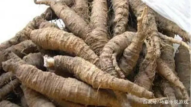 视频种植沙参技术要求_视频种植沙参技术视频教程_沙参种植技术视频