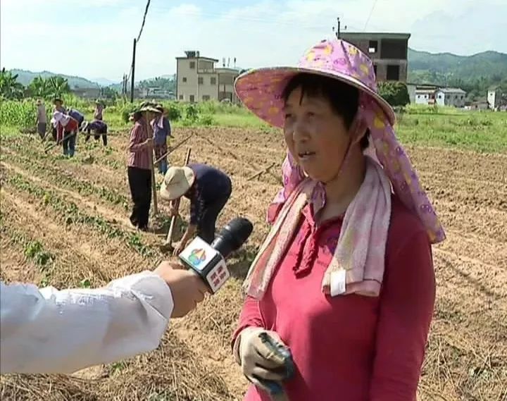 种红薯致富经_农村种植红薯致富_致富红薯种植农村图片大全