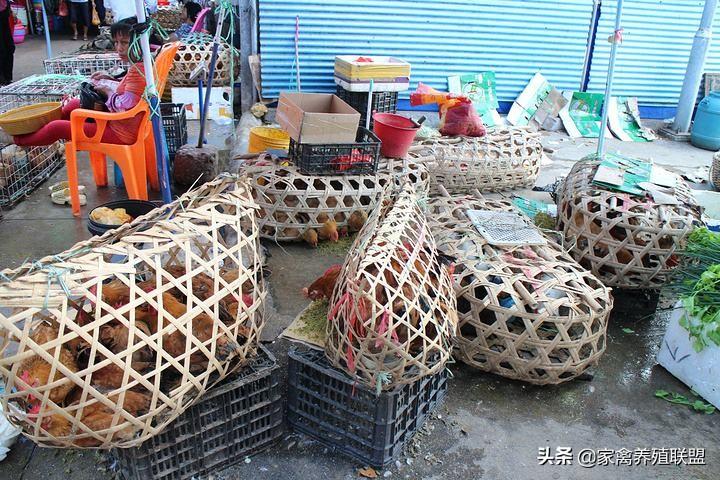 致富养殖家禽视频_致富养殖业_家禽养殖致富吗
