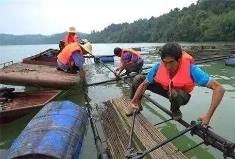 网箱养鱼技术视频_网箱养殖鱼苗_网箱养殖鮰鱼技术