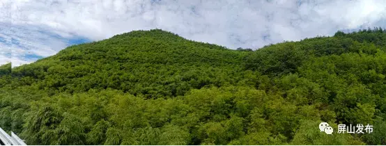 大佛肚竹盆景_佛肚竹的种植_种植大佛肚竹致富