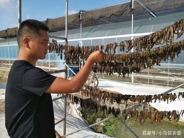 蚂蟥被称为药材中的“软黄金”，养殖成功的条件是什么？