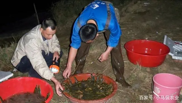 大棚致富项目_大棚养殖致富_致富经大棚养猪新招赚钱