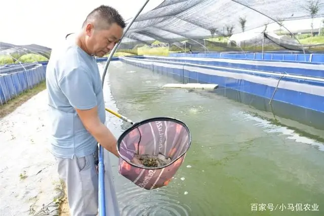 大棚致富项目_大棚养殖致富_致富经大棚养猪新招赚钱