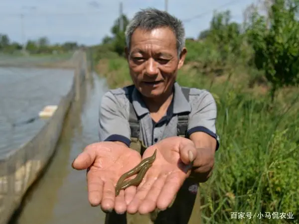 大棚养殖致富_致富经大棚养猪新招赚钱_大棚致富项目