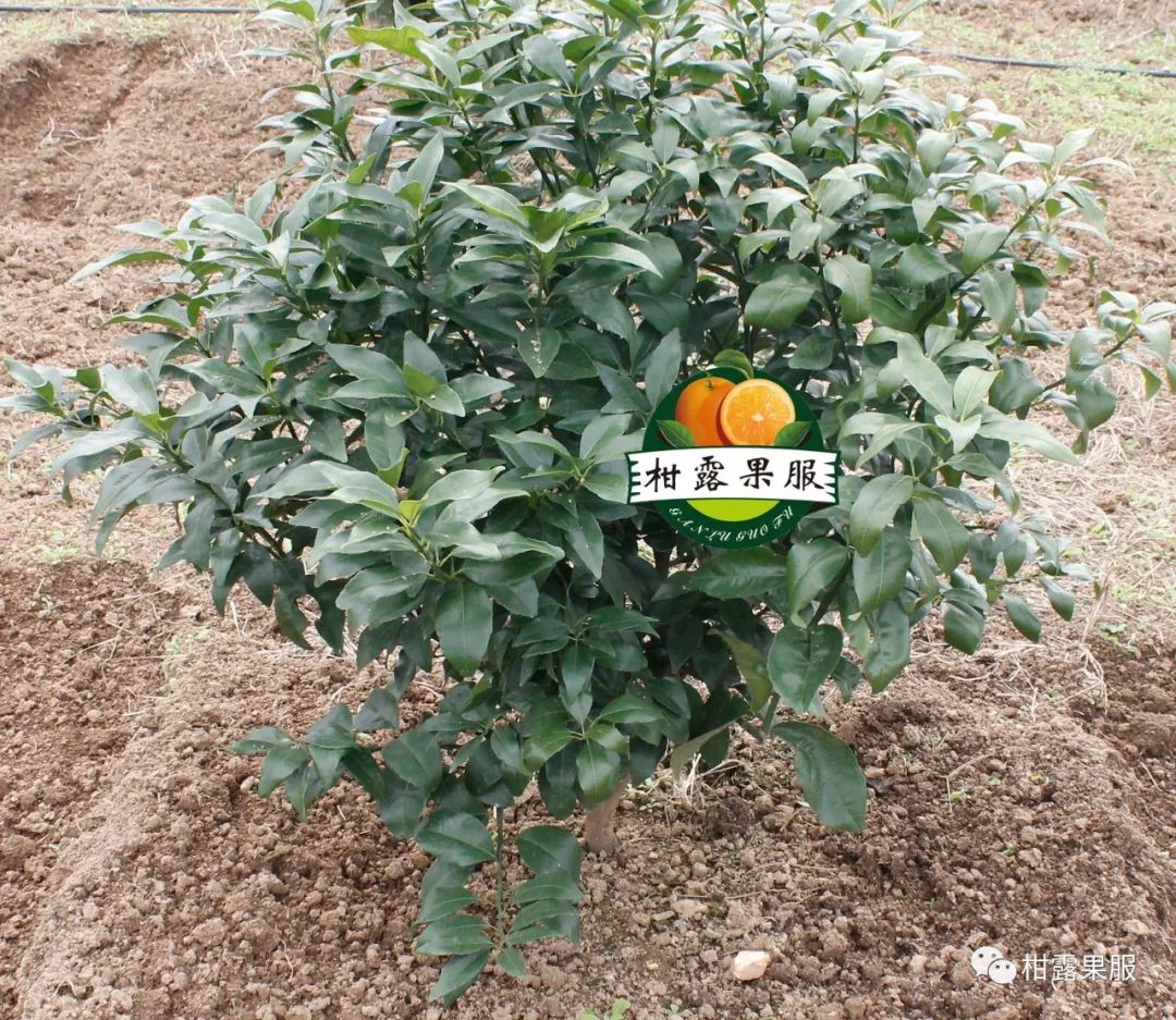 柑橘的养殖_柑橘的养殖技术视频_视频养殖柑橘技术要求