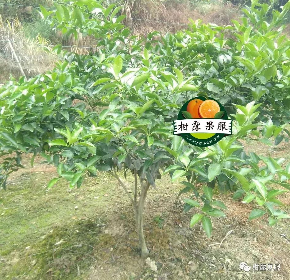 柑橘的养殖技术视频_柑橘的养殖_视频养殖柑橘技术要求