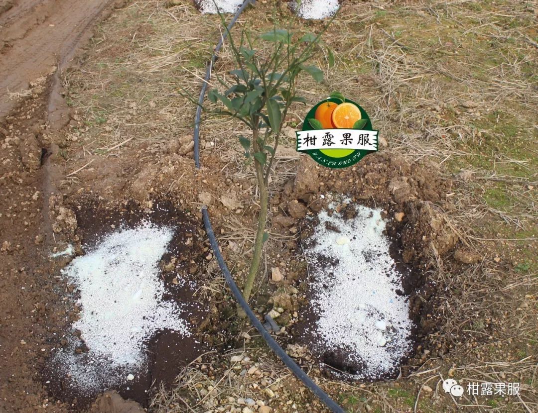 视频养殖柑橘技术要求_柑橘的养殖技术视频_柑橘的养殖
