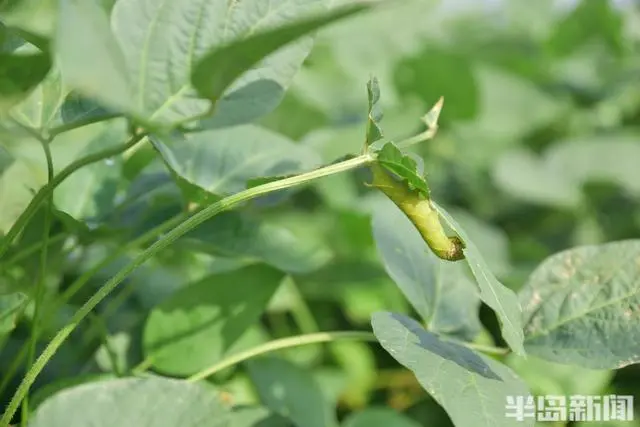 大棚养殖致富_致富经大棚养猪新招赚钱_致富养殖大棚图片