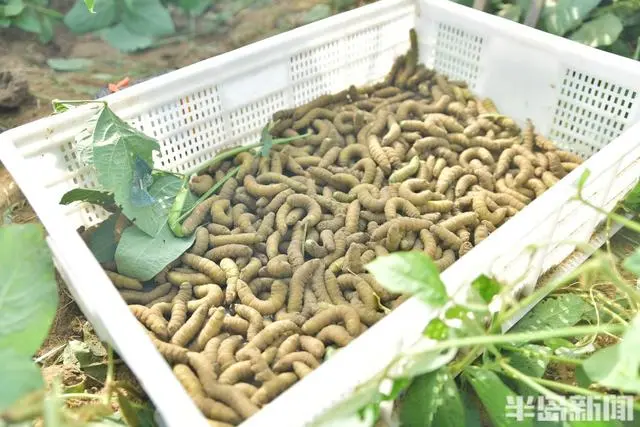 致富经大棚养猪新招赚钱_致富养殖大棚图片_大棚养殖致富