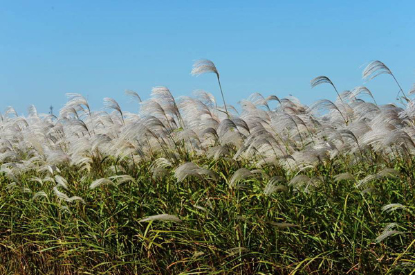 芦苇多少钱一棵？2020年芦苇价格最新行情预测