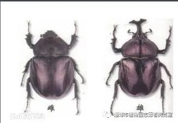 如何养殖屎壳郎_屎壳郎养殖技术_屎壳郎人工养殖