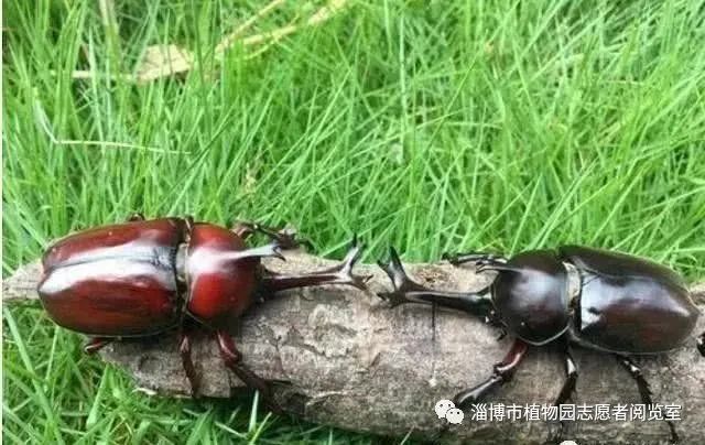 如何养殖屎壳郎_屎壳郎养殖技术_屎壳郎人工养殖