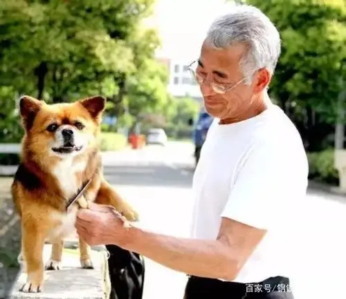 致富经养狗报道_致富项目养狗_致富养狗报道视频