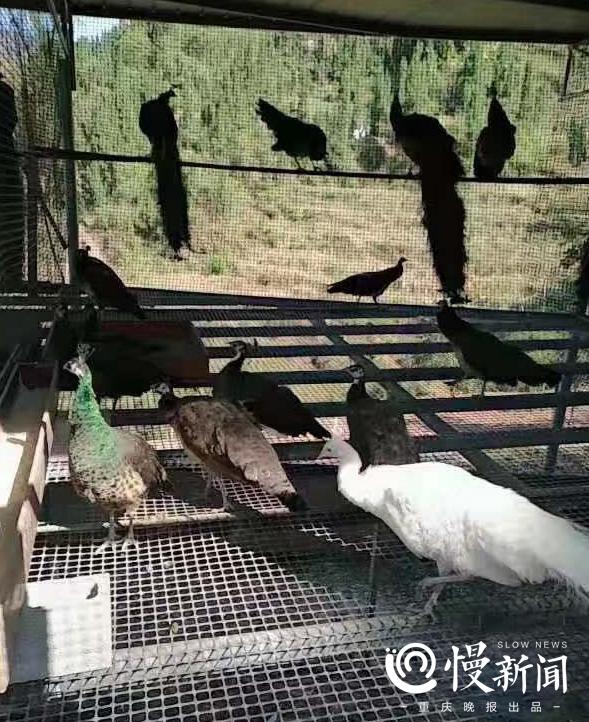 视频致富孔雀养殖_孔雀养殖视频致富经_孔雀养殖场视频
