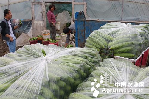 恩单2号玉米品种介绍：江苏省东海杨大庄村小甜瓜圆了致富大梦想