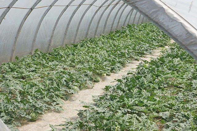 致富养殖蜥蜴赚钱吗_致富养殖蜥蜴视频_蜥蜴养殖致富