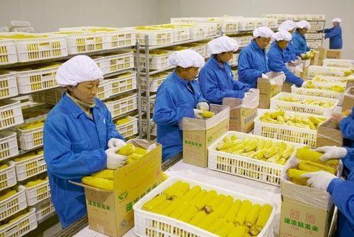 致富养殖蜥蜴视频_致富养殖蜥蜴赚钱吗_蜥蜴养殖致富
