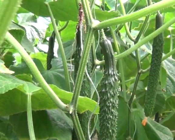 种植青瓜技术与管理_种植青瓜技术要点_青瓜怎样种植技术