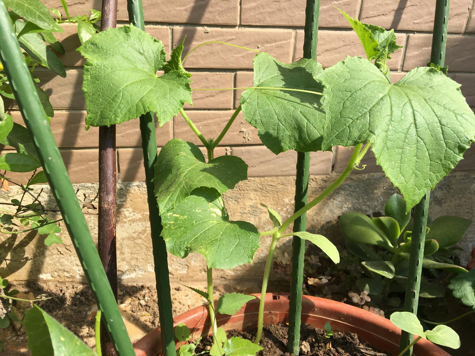 阳台盆栽黄瓜，3个种植技巧，6月花多叶茂、结满瓜