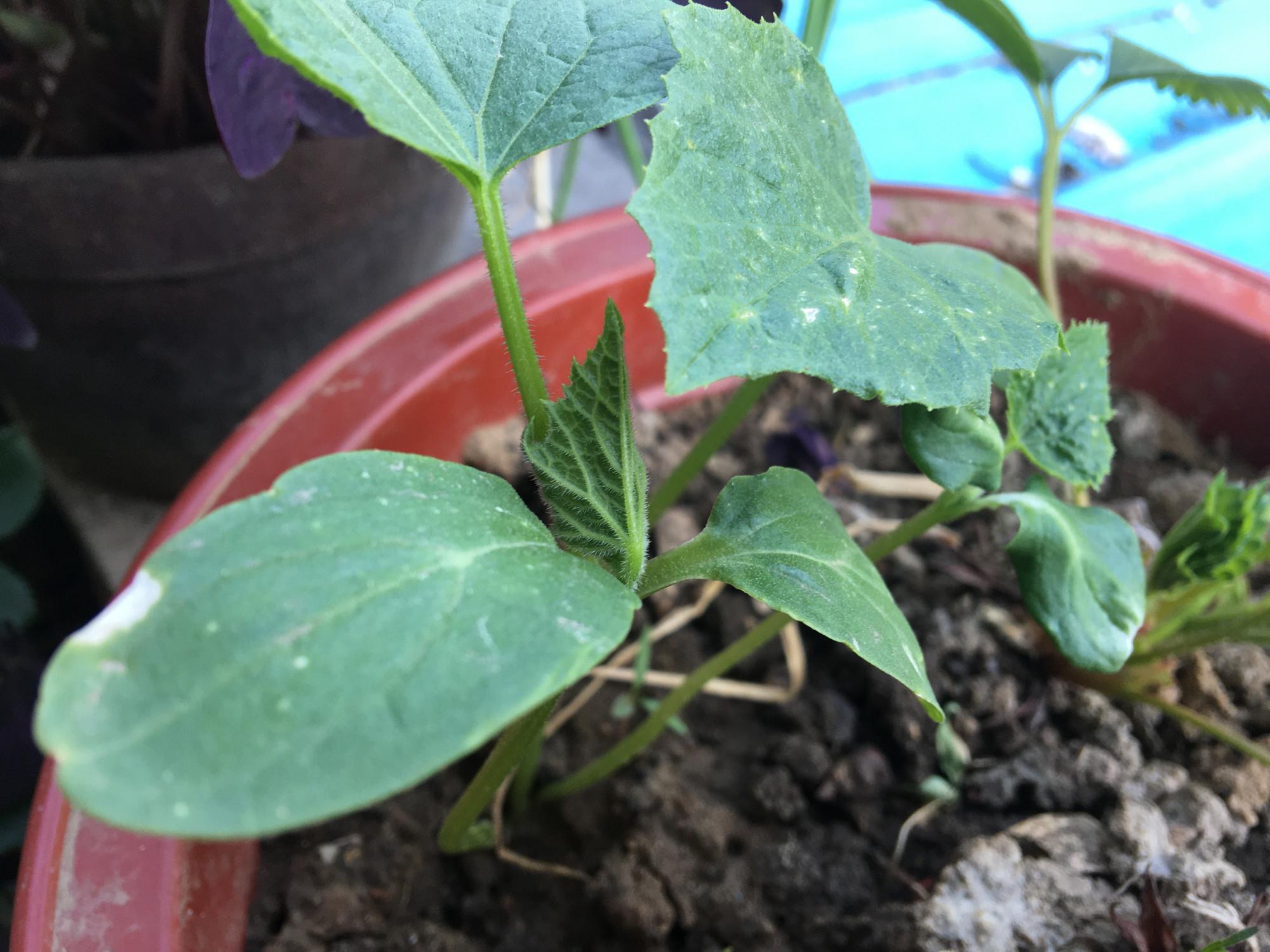 种植青瓜的技术和方法_青瓜怎样种植技术_种植青瓜技术与管理