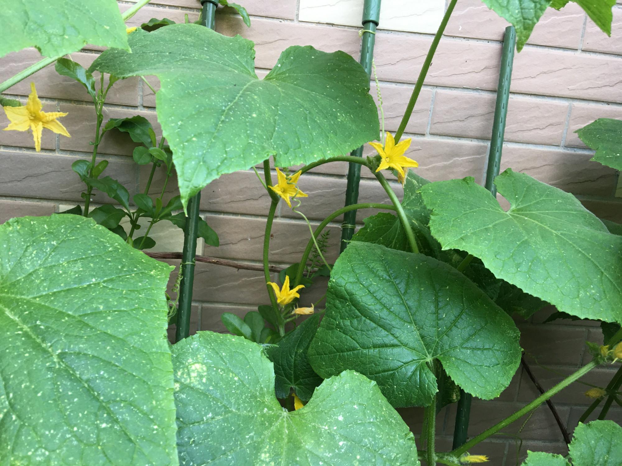 种植青瓜的技术和方法_种植青瓜技术与管理_青瓜怎样种植技术