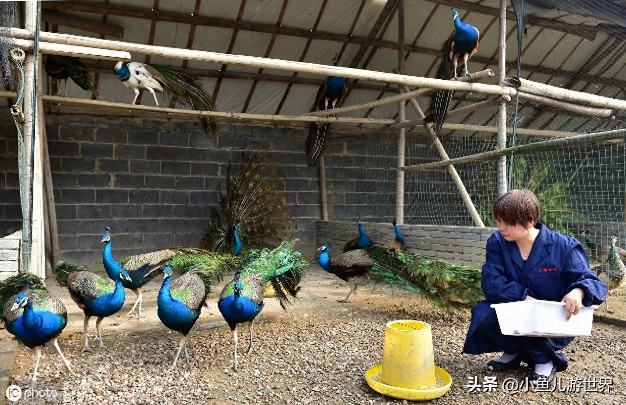 浙江农民夫妻中年搞创业，养殖孔雀一年挣20多万，并带动乡亲致富