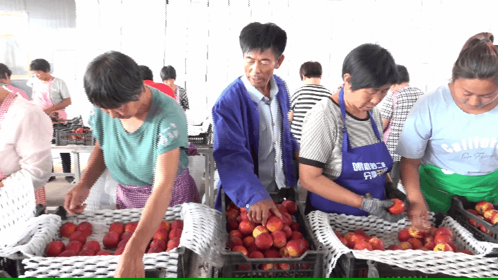 致富经种冬桃_致富经种桃_致富经2017种桃