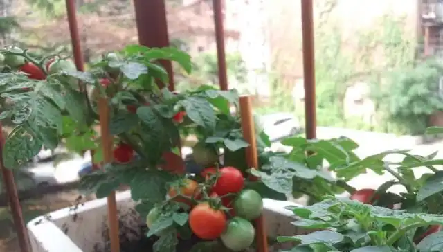 阳台韭菜种植技术要点_阳台韭菜种植技术_阳台韭菜种植技术与管理