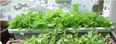 阳台韭菜种植技术与管理_阳台韭菜种植技术_阳台韭菜种植技术要点