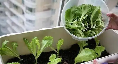 阳台韭菜种植技术要点_阳台韭菜种植技术与管理_阳台韭菜种植技术