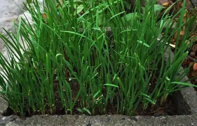 阳台韭菜种植技术与管理_阳台韭菜种植技术_阳台韭菜种植技术要点