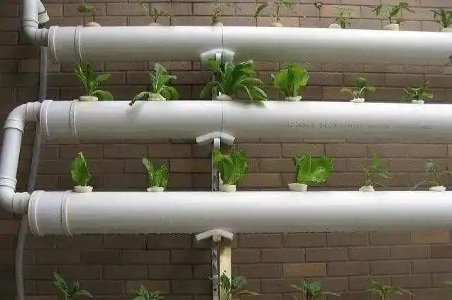阳台韭菜种植技术_阳台韭菜种植技术与管理_阳台韭菜种植技术要点