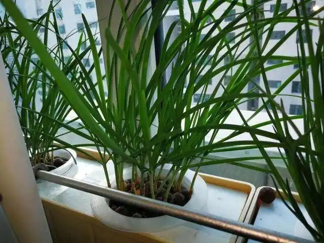 阳台韭菜种植技术与管理_阳台韭菜种植技术要点_阳台韭菜种植技术
