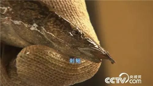 台湾泥鳅养殖成本和利润_台湾泥鳅养殖视频播放_台湾大泥鳅养殖致富经
