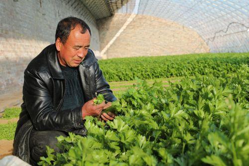 唐山种植什么农作物_唐山适合种植什么药材_唐山农村致富种植