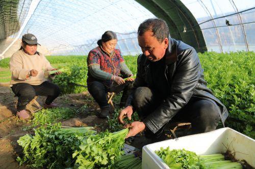 唐山农村致富种植_唐山种植什么农作物_唐山适合种植什么药材