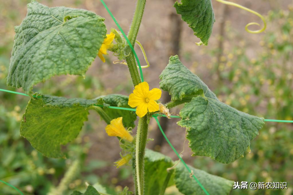 青瓜怎样种植技术_种植青瓜技术与管理_种植青瓜技术视频