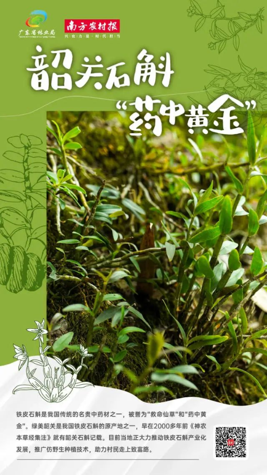 绿美广东·生态优品⑨ | 仿野生种丹霞石斛 韶关村民走出一条致富路
