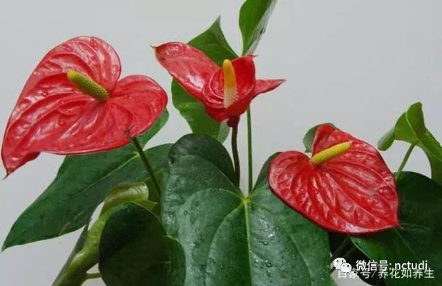 立体小龙虾养殖技术_立体养殖项目_立体养殖模式的优势