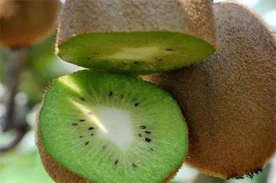 种植软枣的骗局_软枣子种植技术_致富经种软枣